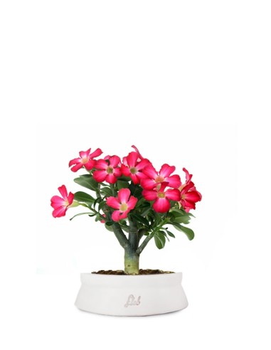 Rosa del deserto | Adenium
