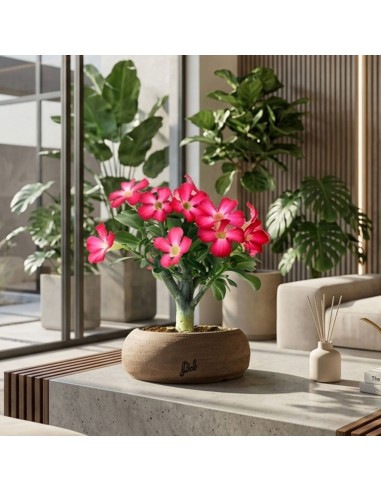 Rosa del deserto | Adenium