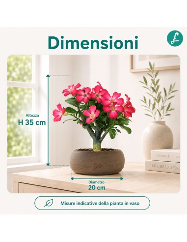Rosa del deserto | Adenium Obesum