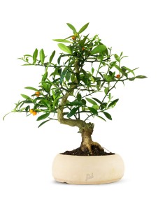 Citrus Kinzu 12 anni 2