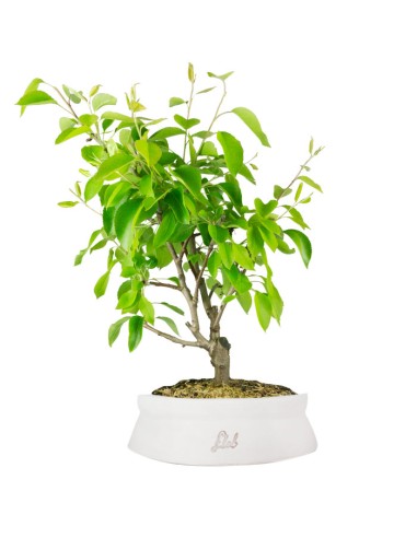Pero bonsai