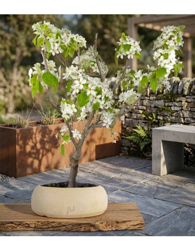 Pero bonsai