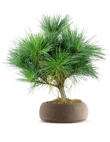Pino Strobus Radiata bonsai – Pinus...
