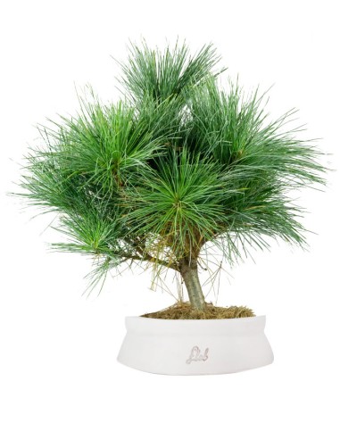Pino Strobus Radiata bonsai – Pinus...