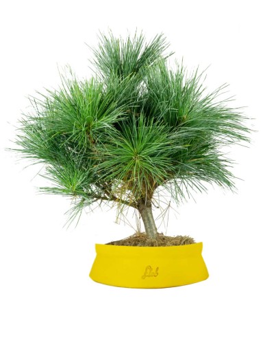 Pino Strobus Radiata bonsai – Pinus...