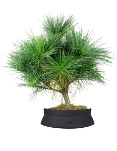 Pino Strobus Radiata bonsai... 2