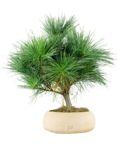 Pino Strobus Radiata bonsai – Pinus...