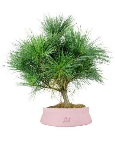 Pino Strobus Radiata bonsai – Pinus...