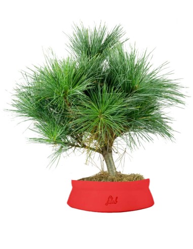 Pino Strobus Radiata bonsai – Pinus...