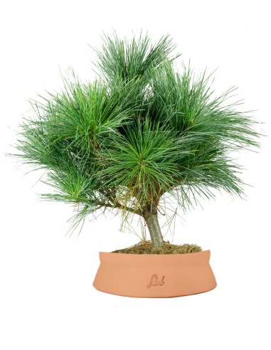 Pino Strobus Radiata bonsai – Pinus...