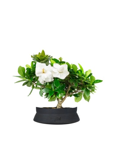 Bonsai di Gardenia H25 cm 