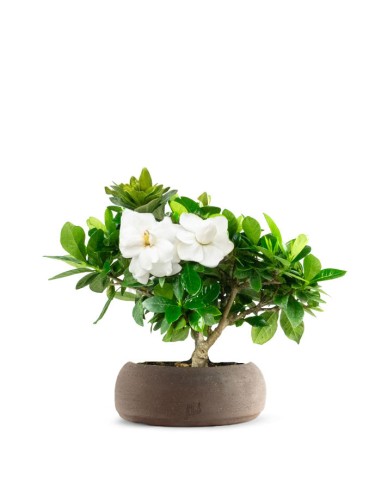 Bonsai di Gardenia H25 cm 
