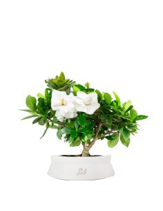 Bonsai di Gardenia H25 cm  2