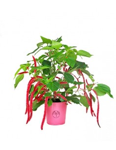 Acalypha hispida