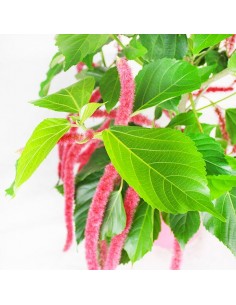 Acalypha hispida 2