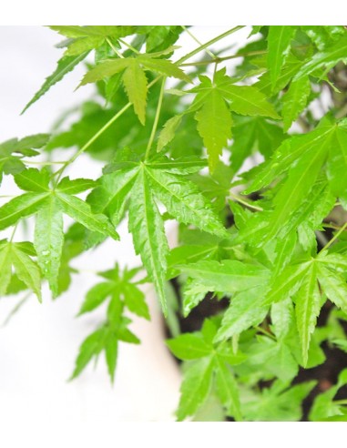 Acero Palmato Verde