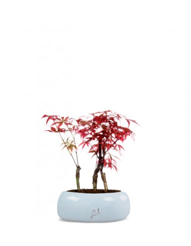 Acero rosso boschetto S