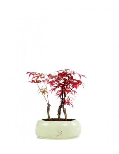 Acero rosso boschetto S