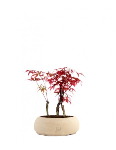 Acero rosso boschetto S