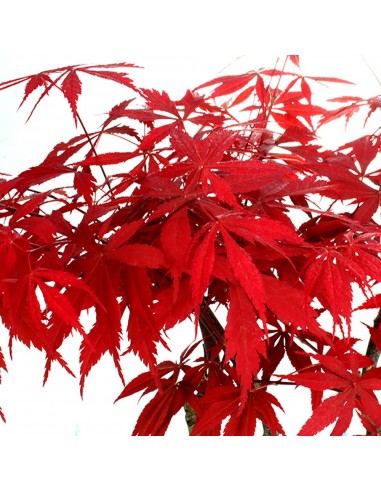 Acero rosso boschetto S