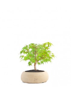 Acero Verde S 2