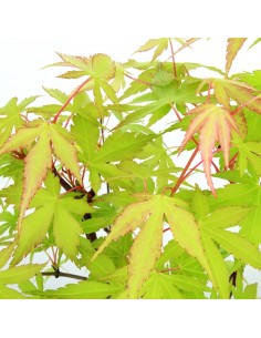 Acero Verde S 2