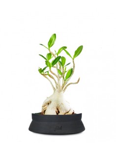 Adenium Arabicum
