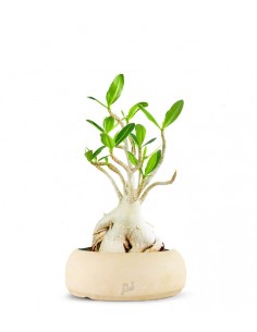 Adenium Arabicum 2