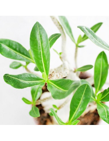 Adenium Arabicum Adenium Arabicum