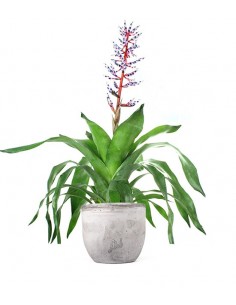 Aechmea Blue