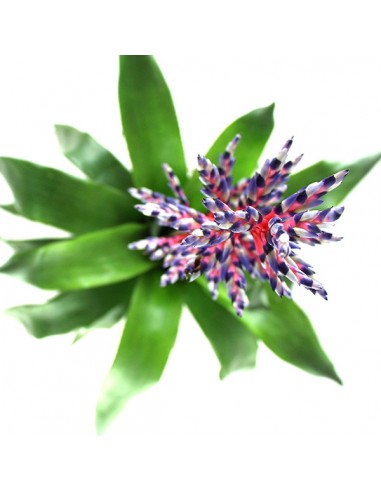 Aechmea Blue