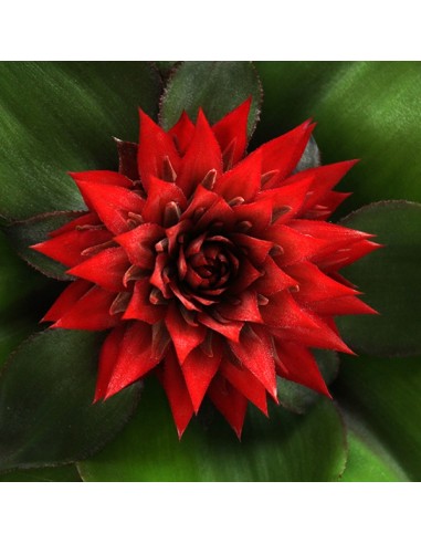 Aechmea Fasciata