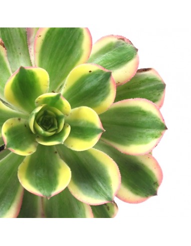 Aeonium arboreum variegata
