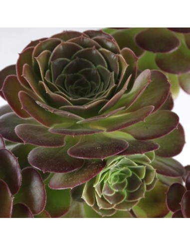 Aeonium Purpureum