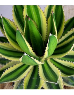 Agave 2