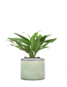 Aglaonema cutlas idrocoltura