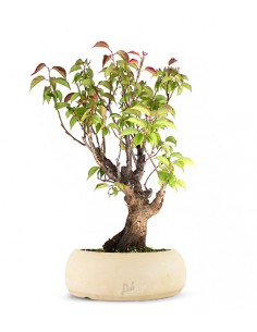 Albicocco giapponese 2