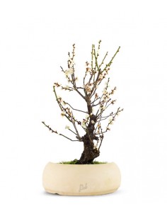 Albicocco giapponese Bianco 2