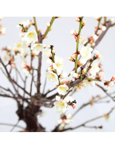 Albicocco giapponese Bianco Albicocco giapponese Bianco
