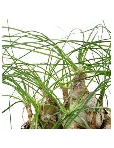 Albuca Beaucarnea Recurvata 2