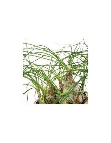 Albuca Beaucarnea Recurvata