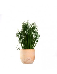 Albuca Spiralis 2
