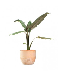 Alocasia Lauterbachiana 2