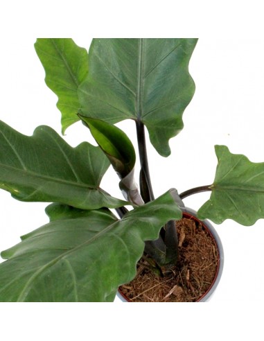 Alocasia Lauterbachiana