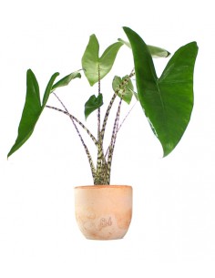 Alocasia Zebrina 2