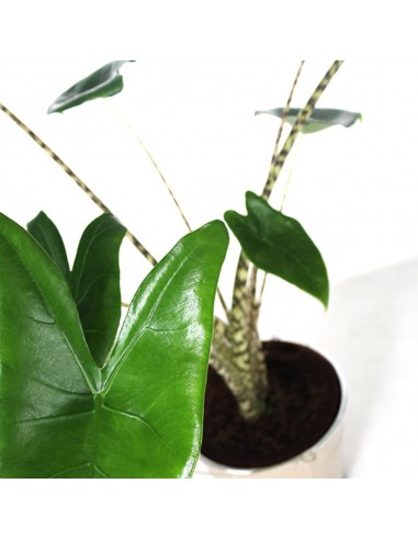 Alocasia Zebrina