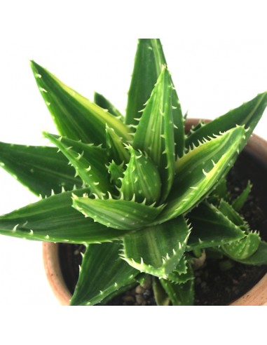 Aloe mitriformis Variegata