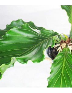 Anthurium Upalaense 2