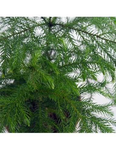 Araucaria in vaso