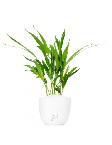 Areca Dypsis Lutescens